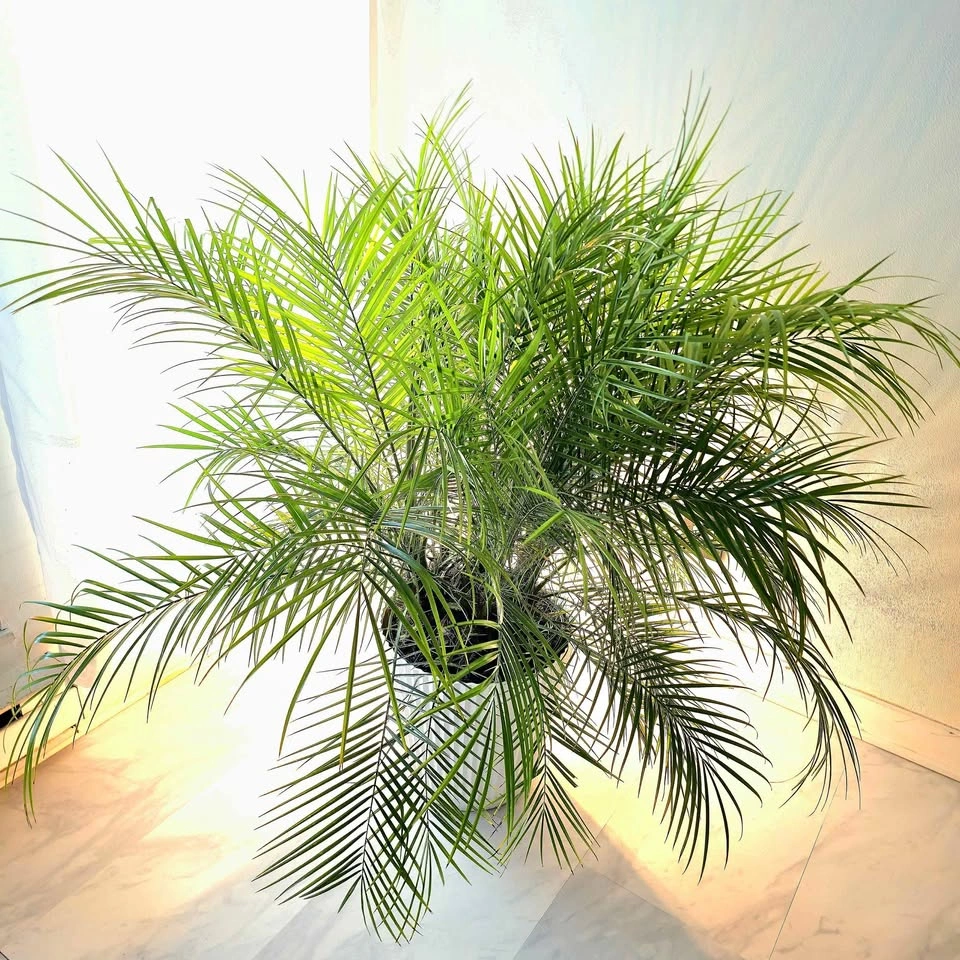 Pygmy Palm Tree with planter | 🟢 FREE DELIVERY!