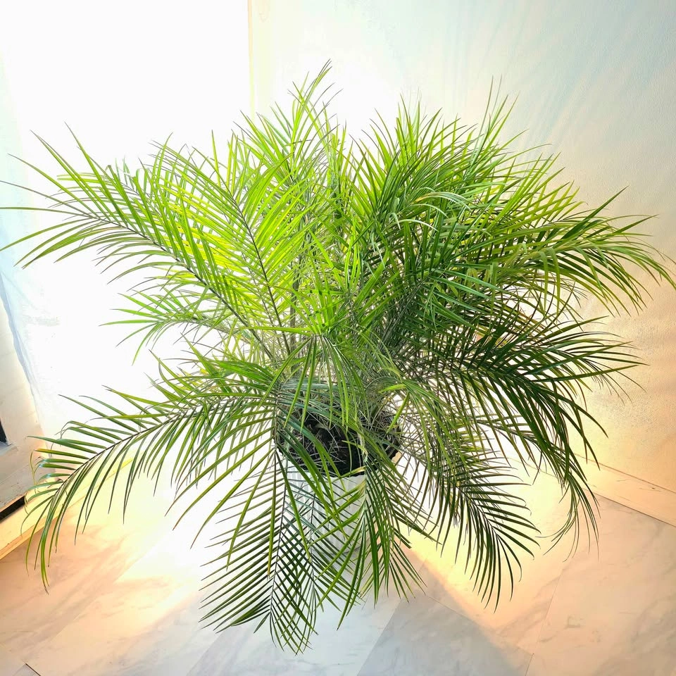 Pygmy Palm Tree with planter | 🟢 FREE DELIVERY! - photo 2