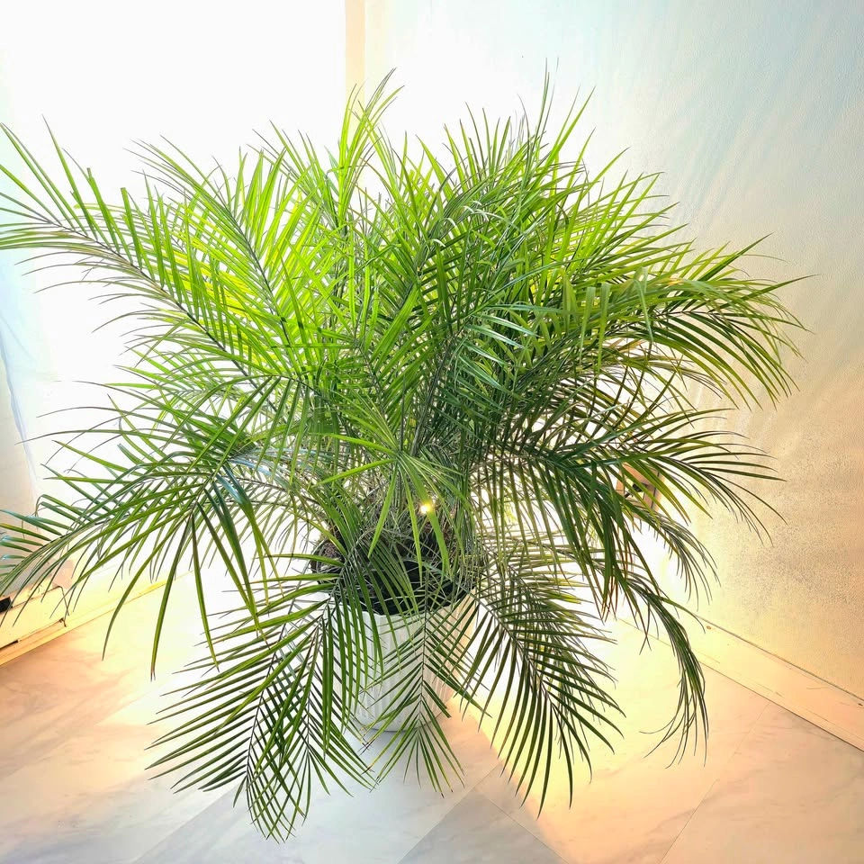 Pygmy Palm Tree with planter | 🟢 FREE DELIVERY! - photo 4