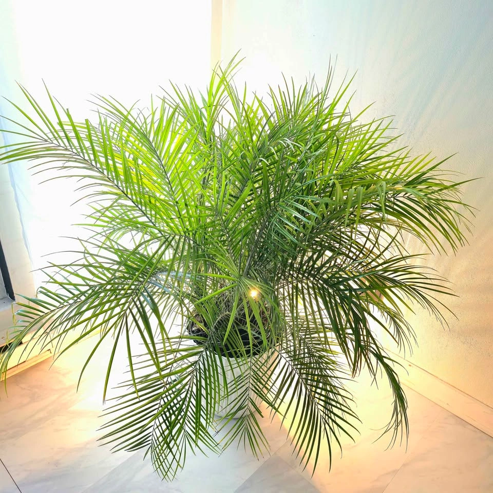 Pygmy Palm Tree with planter | 🟢 FREE DELIVERY! - photo 5