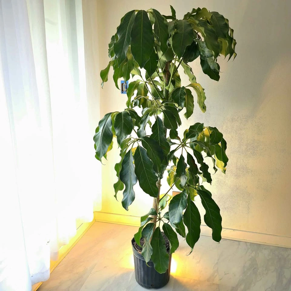 Umbrella Tree | 6ft | FREE DELIVERY!