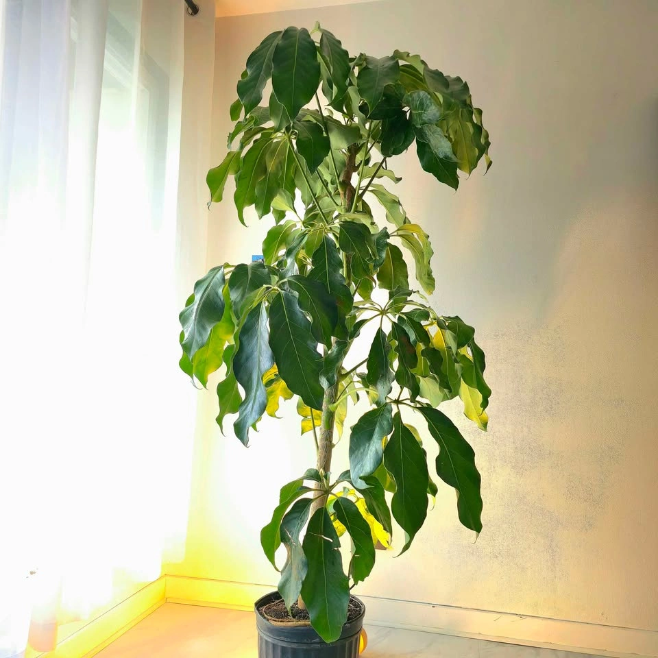 Umbrella Tree | 6ft | FREE DELIVERY! - photo 2