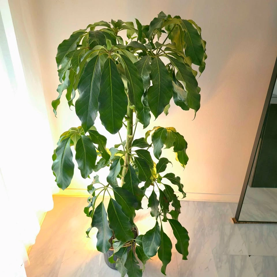 Umbrella Tree | 6ft | FREE DELIVERY! - photo 3