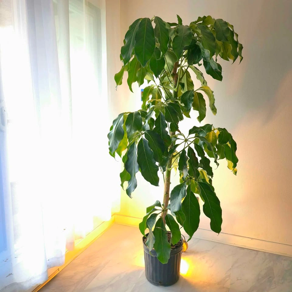 Umbrella Tree | 6ft | FREE DELIVERY! - photo 4