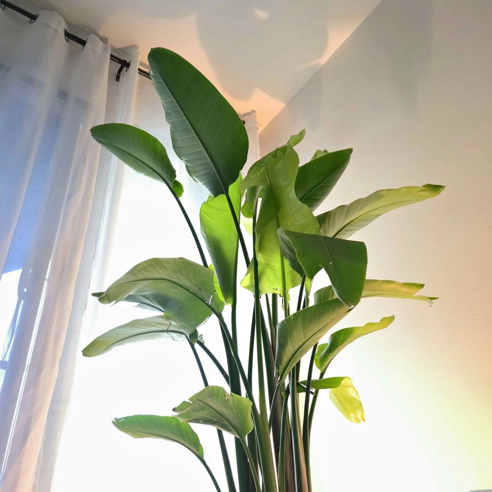 Bird of Paradise | 6ft | ✅️ FREE DELIVERY!