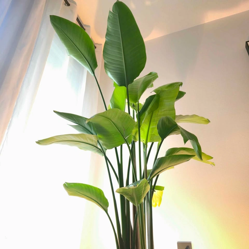 Bird of Paradise | 6ft | ✅️ FREE DELIVERY! - photo 2
