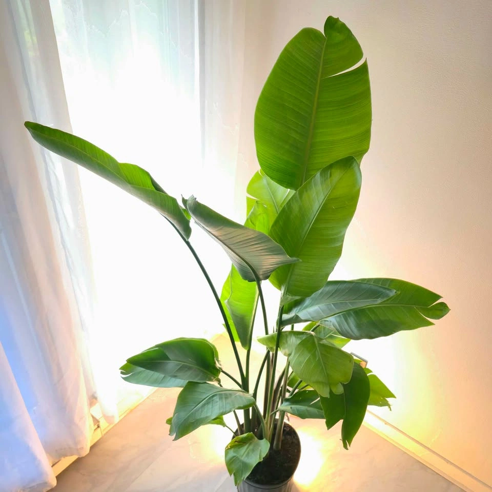 Bird of Paradise | 6ft | ✅️ FREE DELIVERY! - photo 3