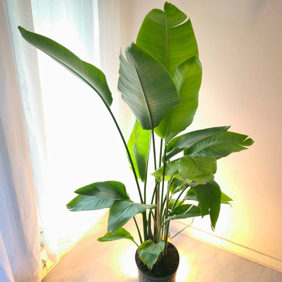 Bird of Paradise | 6ft | ✅️ FREE DELIVERY! - photo 4