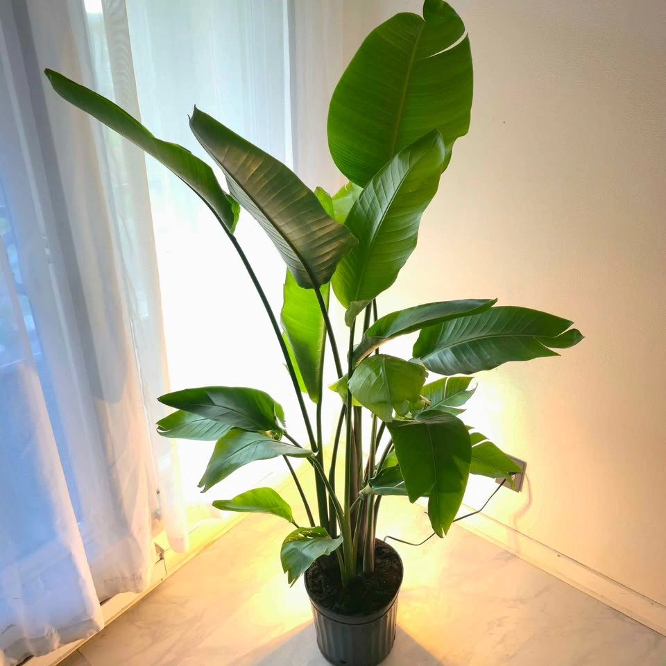 Bird of Paradise | 6ft | ✅️ FREE DELIVERY! - photo 5