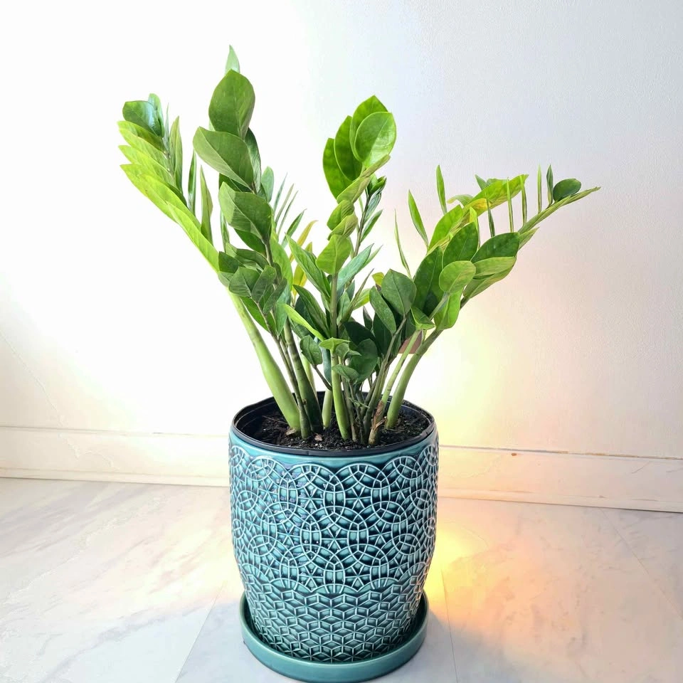 ZZ Plant | Fertilizer | Optional Ceramic Planter | Free Delivery