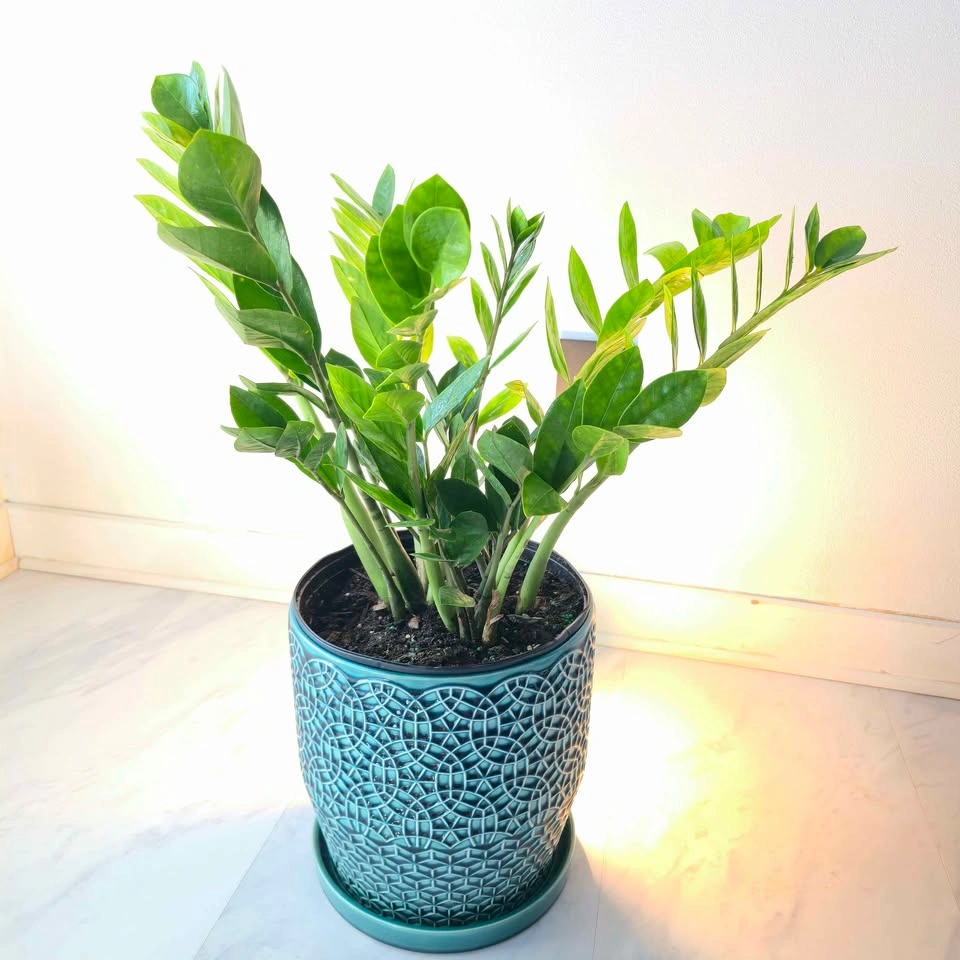 ZZ Plant | Fertilizer | Optional Ceramic Planter | Free Delivery - photo 2