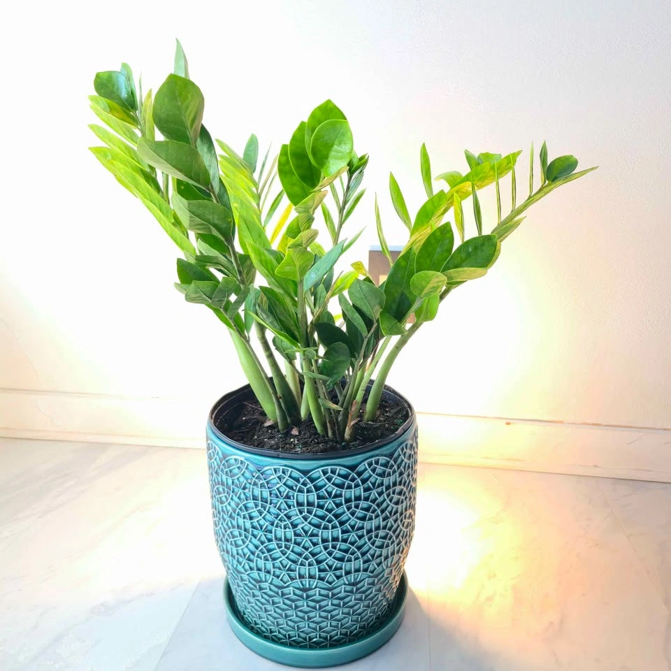 ZZ Plant | Fertilizer | Optional Ceramic Planter | Free Delivery - photo 3