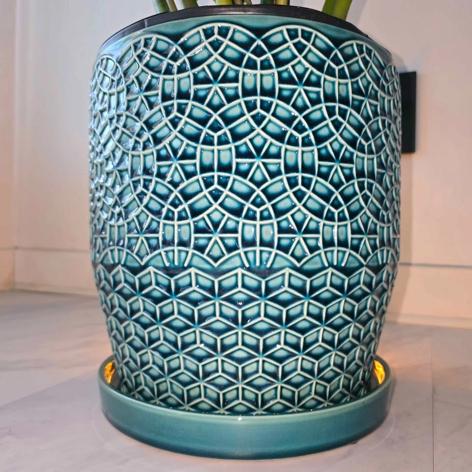 ZZ Plant | Fertilizer | Optional Ceramic Planter | Free Delivery - photo 4