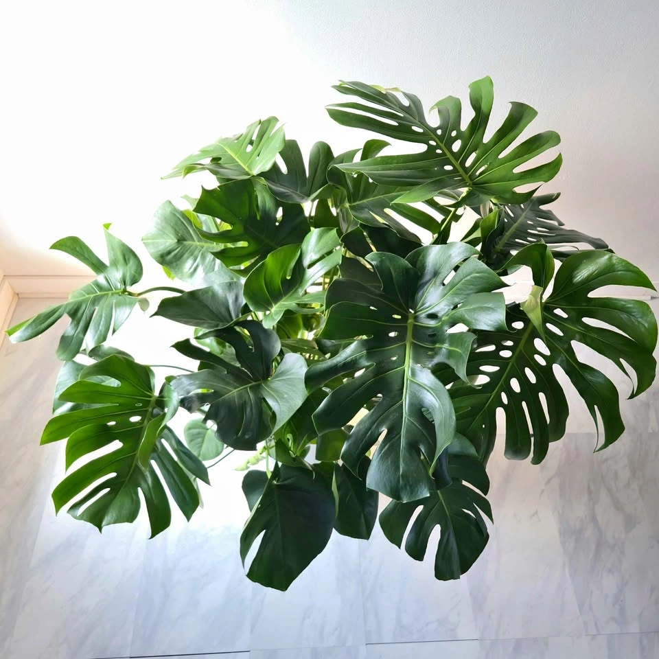 XL Monstera Deliciosa | Fertilizer & Ceramic Planter