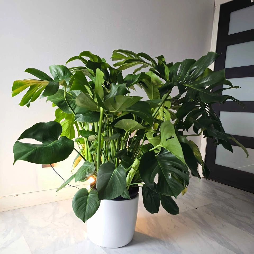 XL Monstera Deliciosa | Fertilizer & Ceramic Planter - photo 2