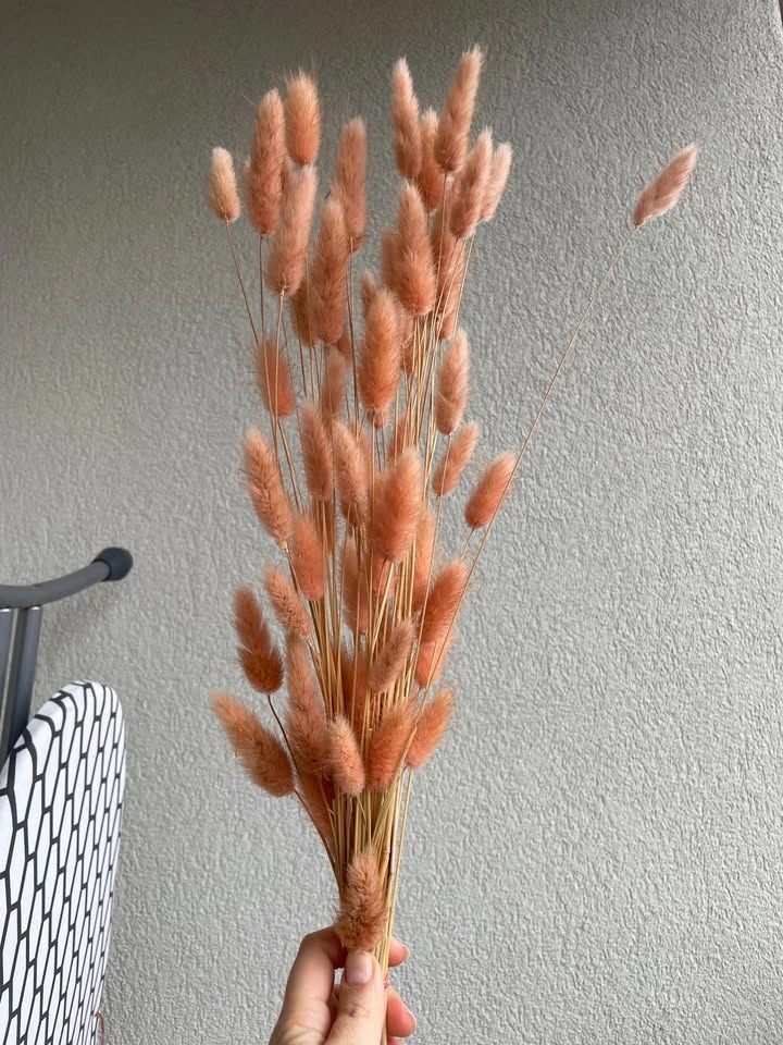 Pink Natural Dried Bunny Tail Grass - Floral Decor - photo 3