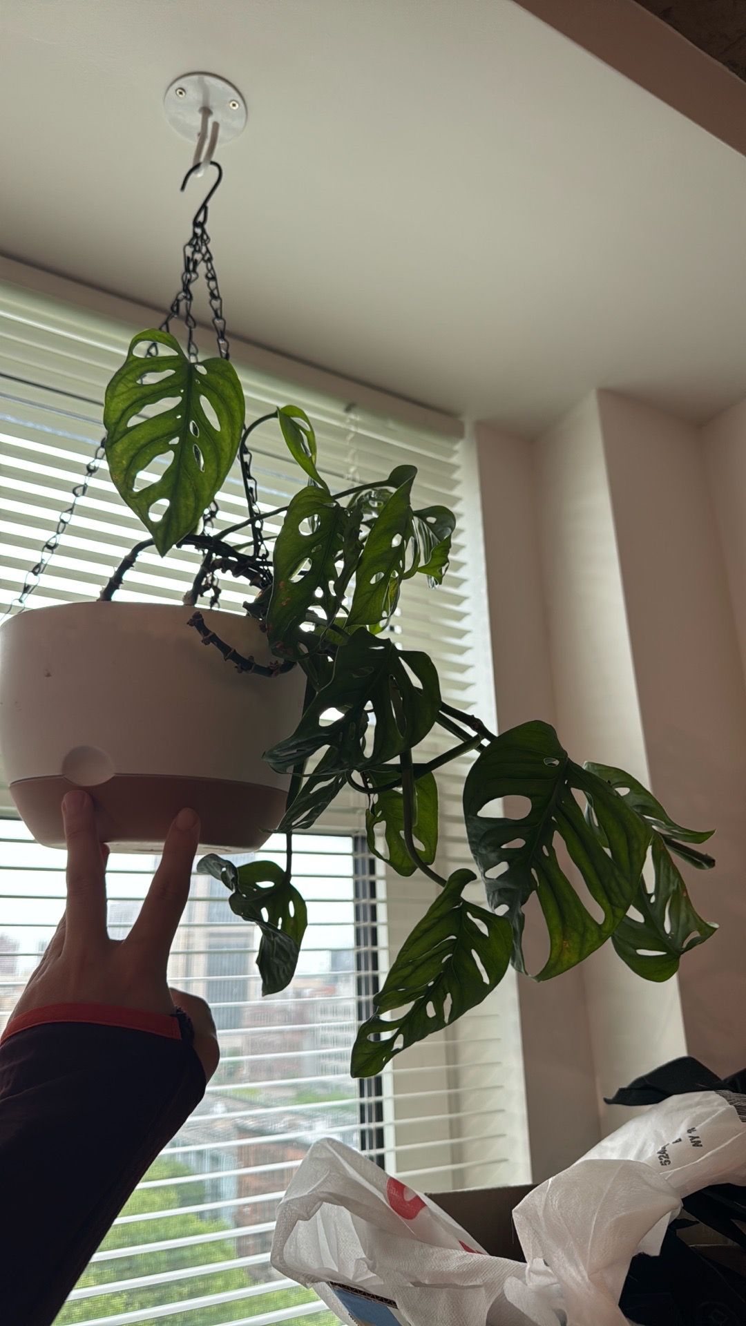 Hanging Monstera Adansonii Plant w/ Planter – Healthy & Establis
