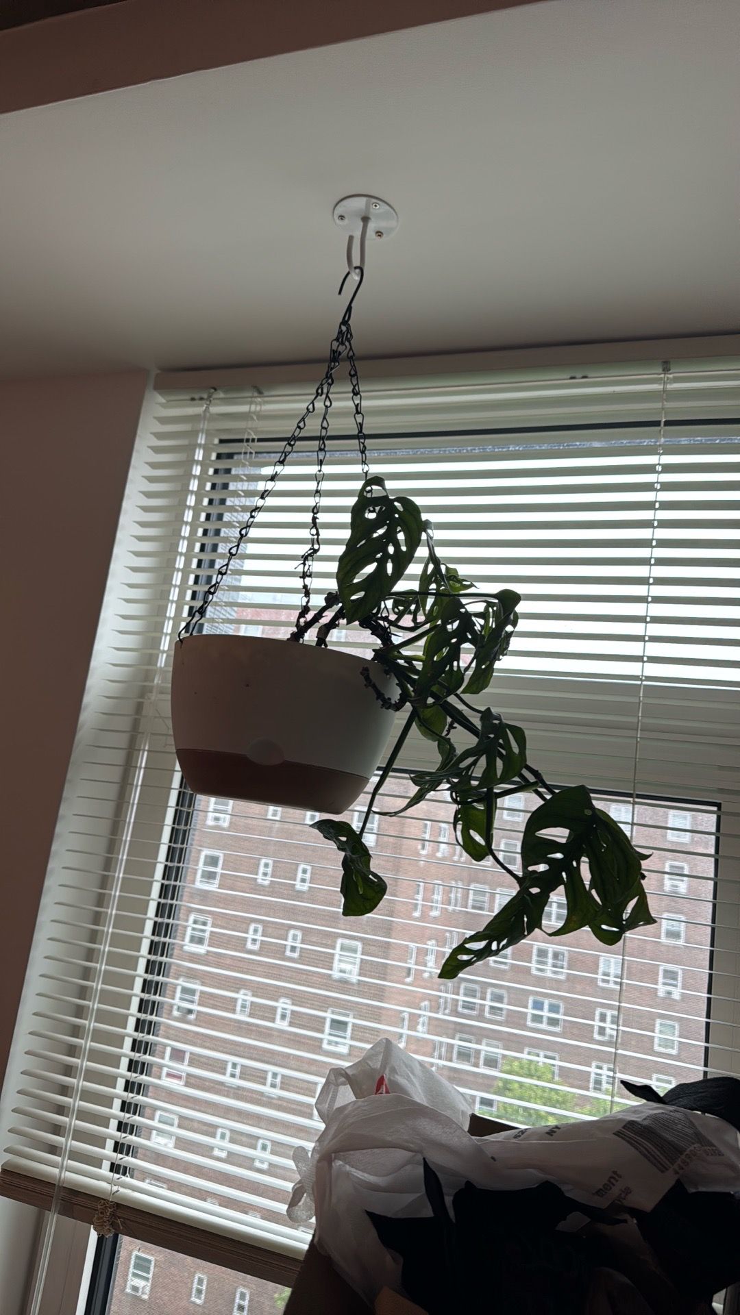 Hanging Monstera Adansonii Plant w/ Planter – Healthy & Establis - photo 2