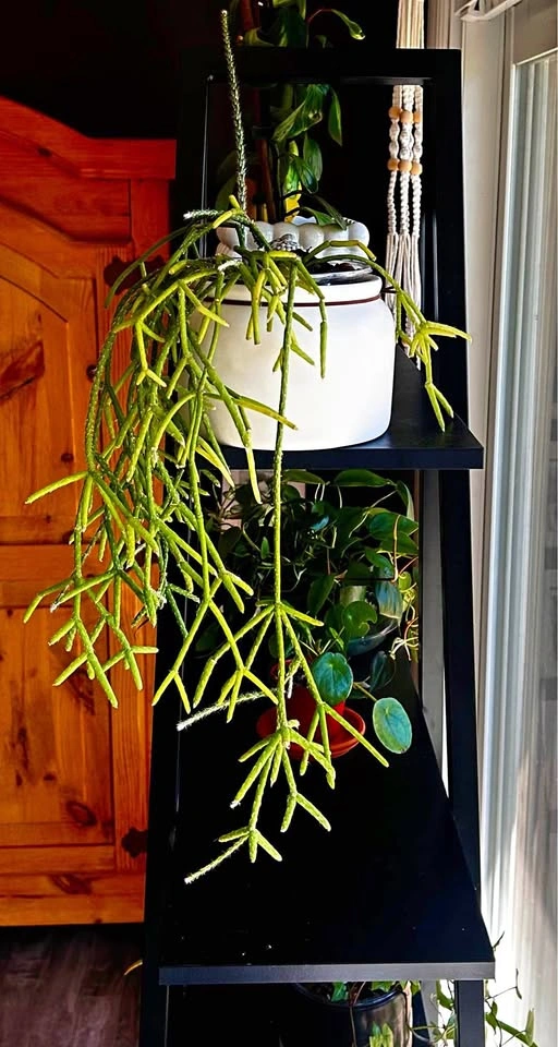 Large Rhipsalis pilocarpa 🪴