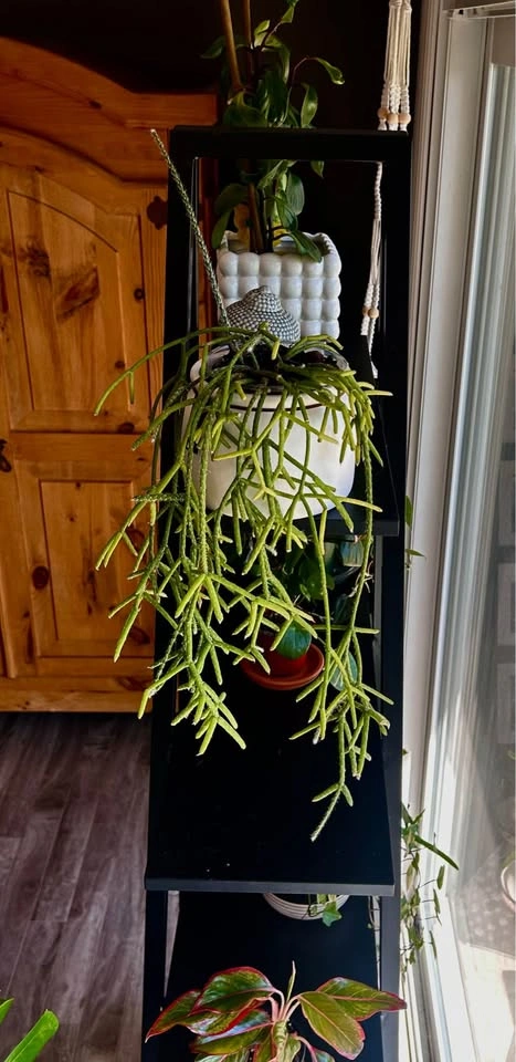 Large Rhipsalis pilocarpa 🪴 - photo 2