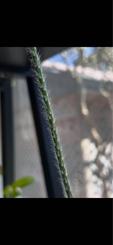 Large Rhipsalis pilocarpa 🪴 - photo 3
