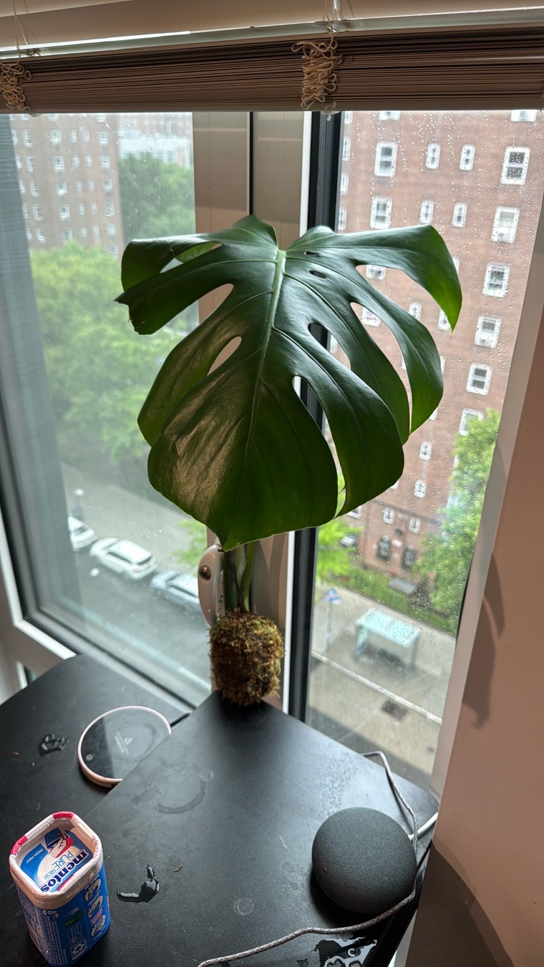 Monstera Deliciosa Cutting (Fenestrated Leaf) in Moss Ball – Uni