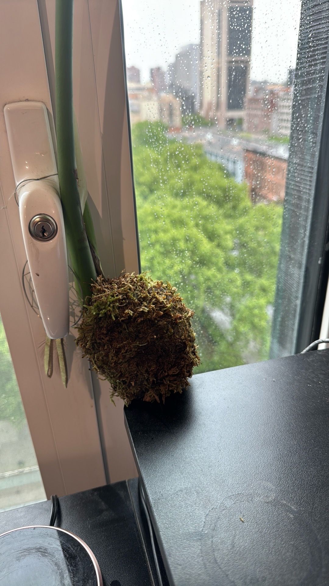 Monstera Deliciosa Cutting (Fenestrated Leaf) in Moss Ball – Uni - photo 3