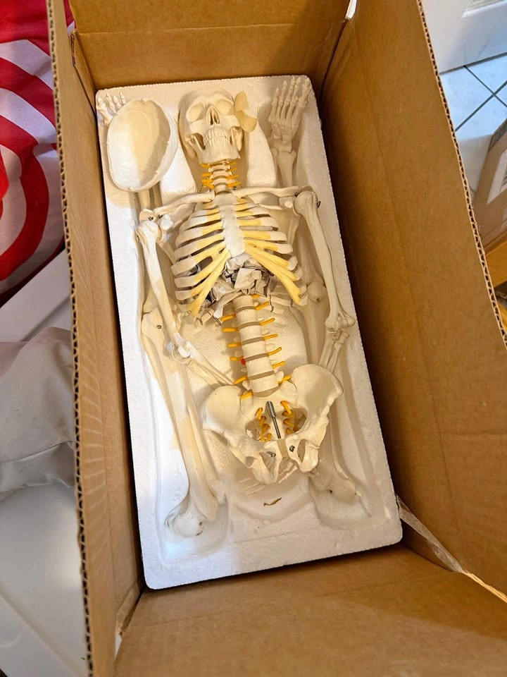 Human Skeleton Anatomy Model w/ Stand – BRAND NEW IN BOX