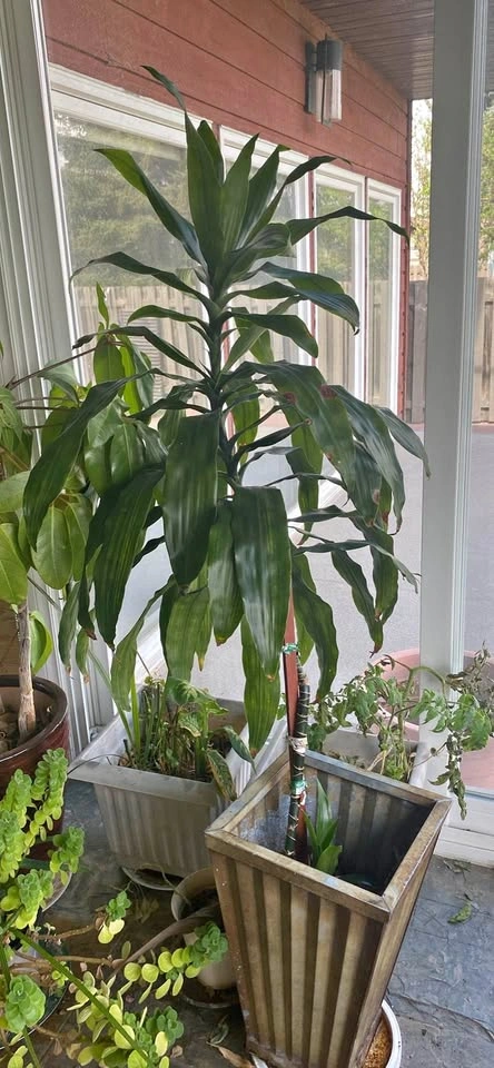 Large plant
