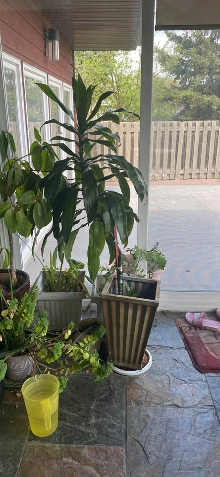 Large plant - photo 2