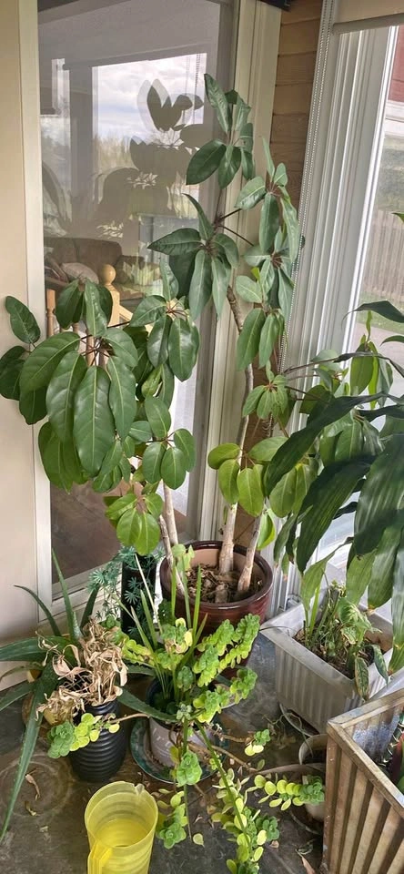 Plant
