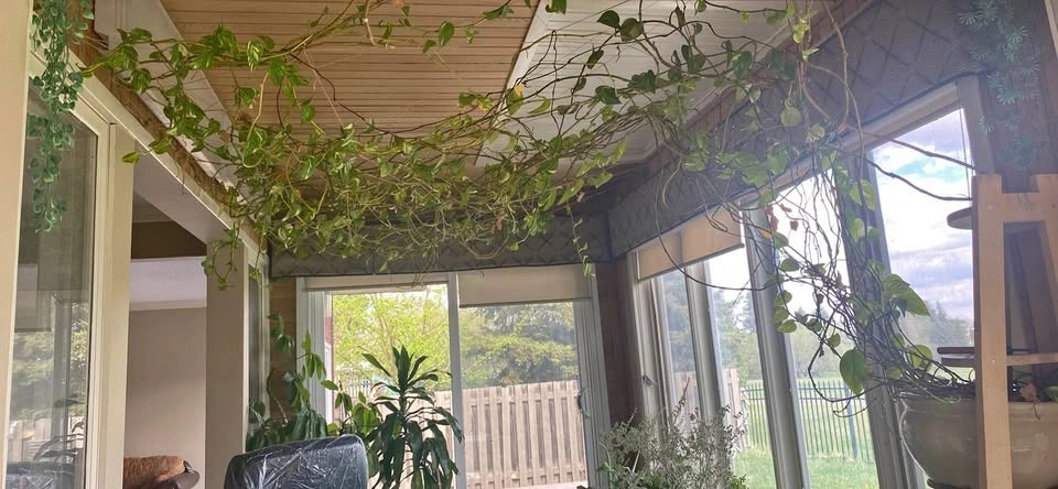 Money plant
