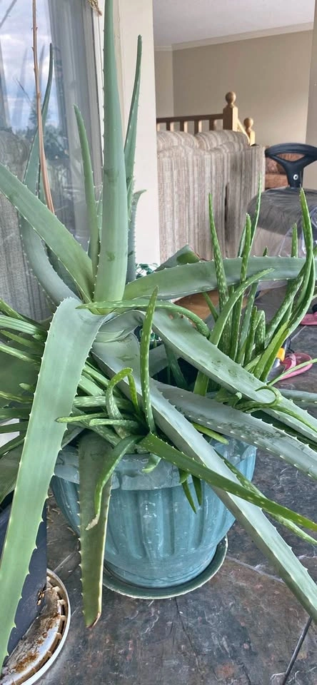 Aloe vera plant