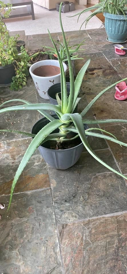 Aloe vera plant