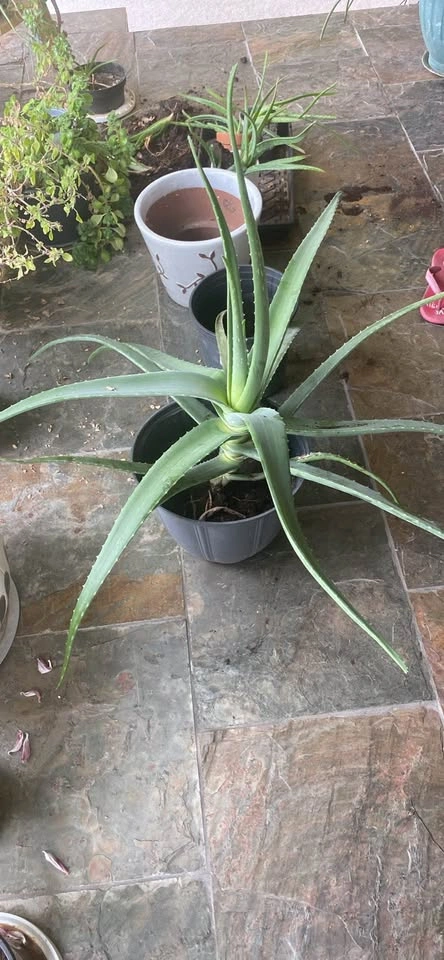 Aloe vera plant - photo 2
