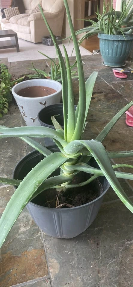 Aloe vera plant - photo 3