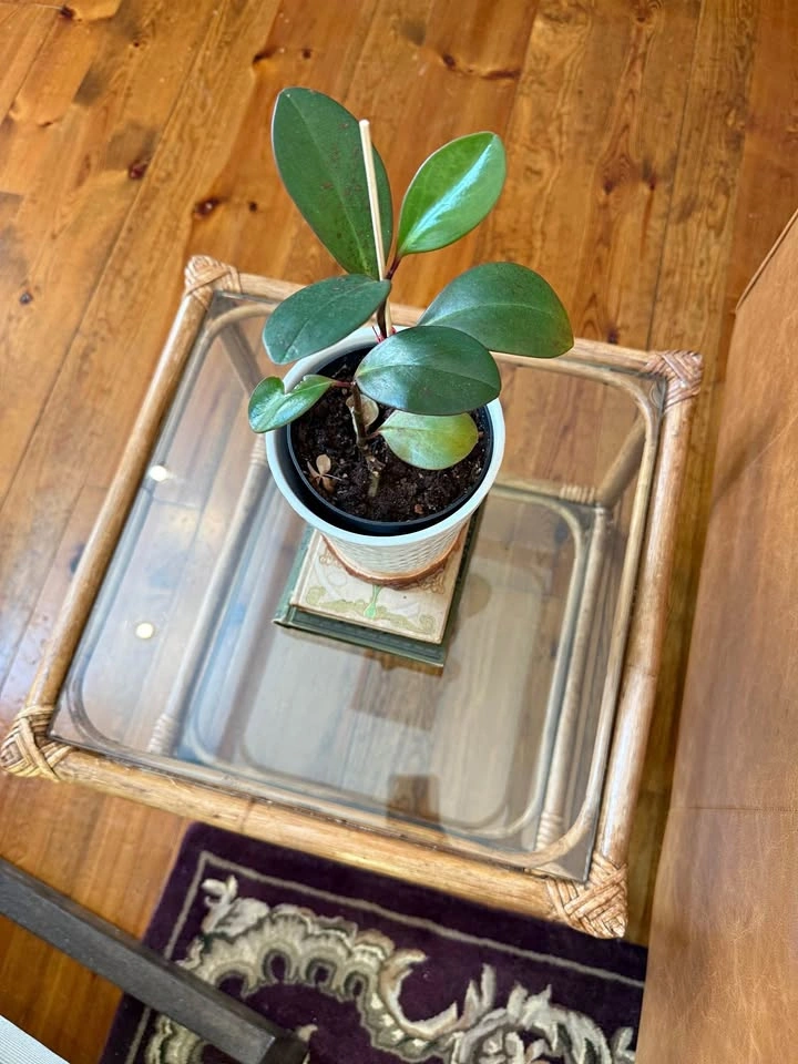 Rattan Side Table with Glass Shelf