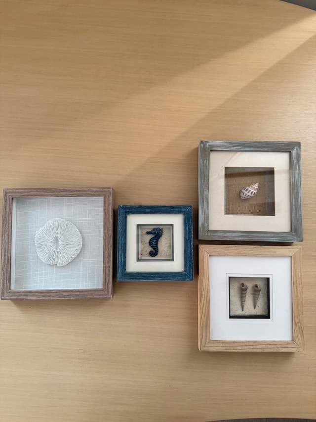 Seashell Shadow Boxes