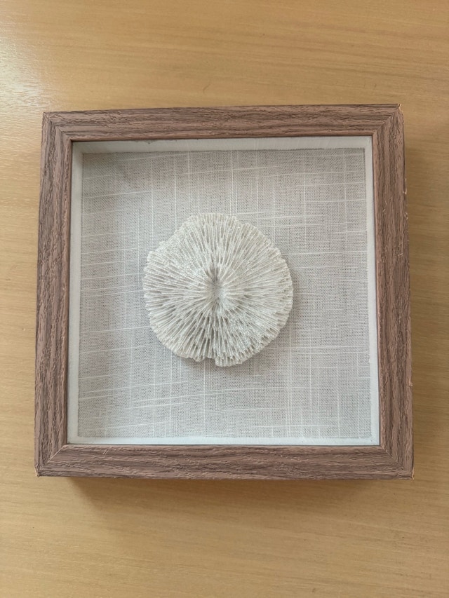 Seashell Shadow Boxes - photo 2