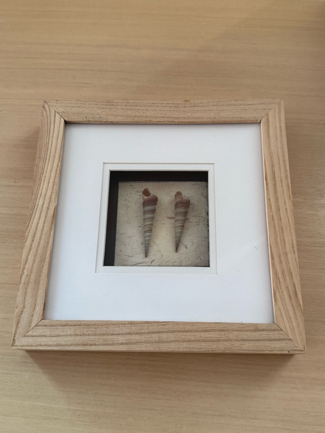 Seashell Shadow Boxes - photo 4