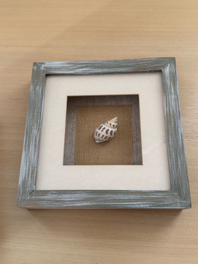 Seashell Shadow Boxes - photo 5