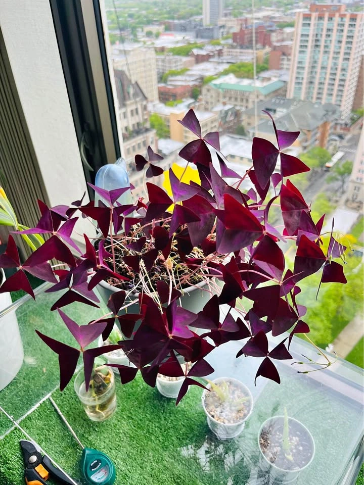 Purple Shamrock Plant (Oxalis Triangularis)