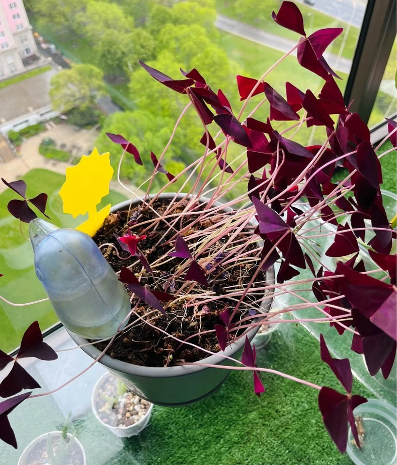 Purple Shamrock Plant (Oxalis Triangularis) - photo 2