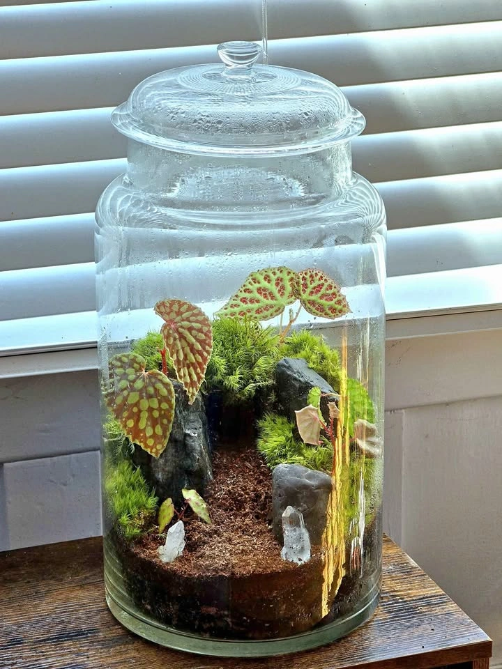 Extra Large Bioactive Mossy Cave Terrarium with Rare Begonias