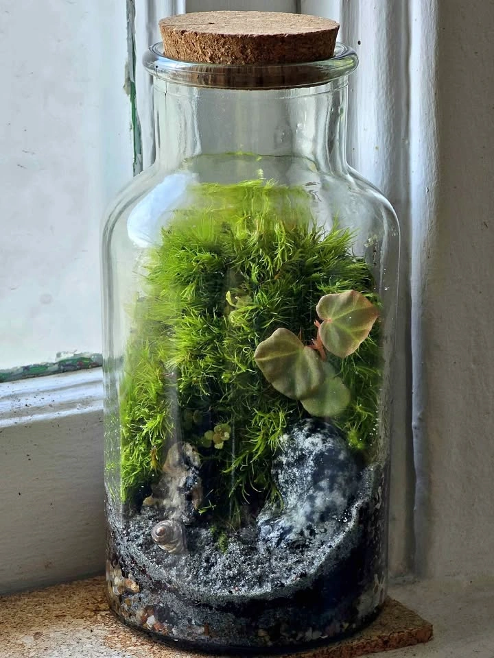 Moss Wall Terrarium