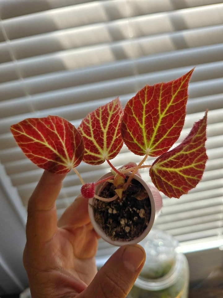 Begonia chloroneura