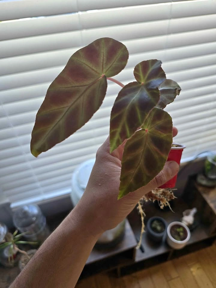 Begonia Grey Feather