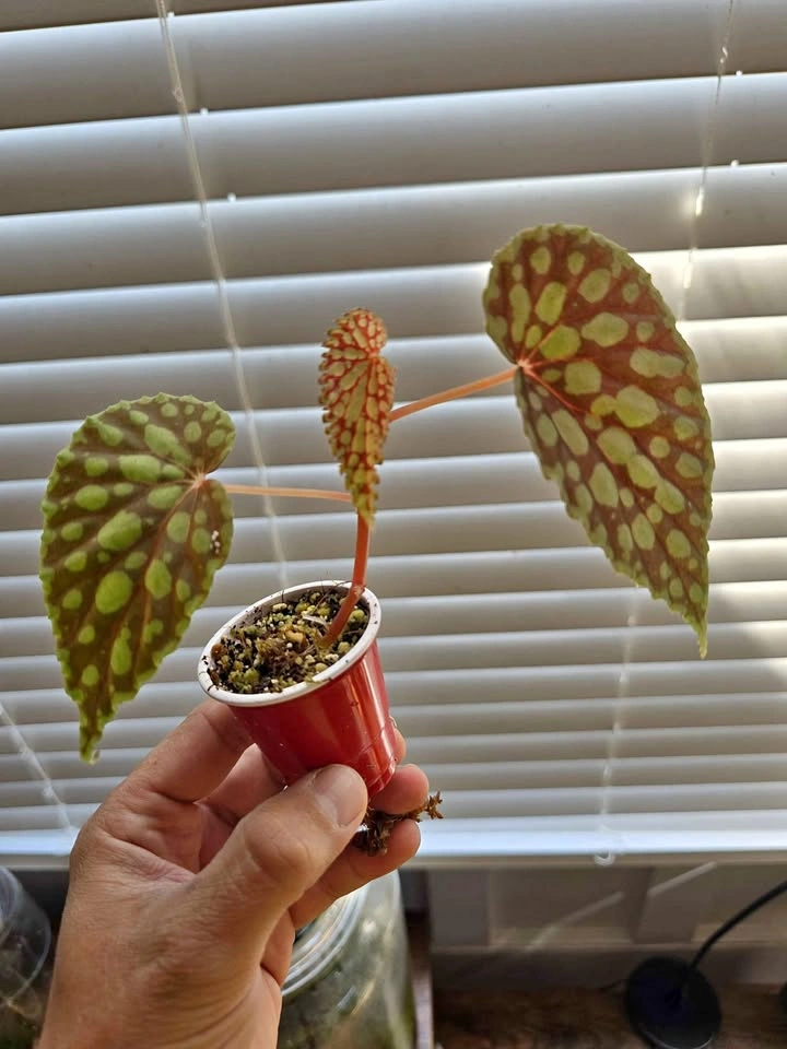 Begonia chlorosticta red