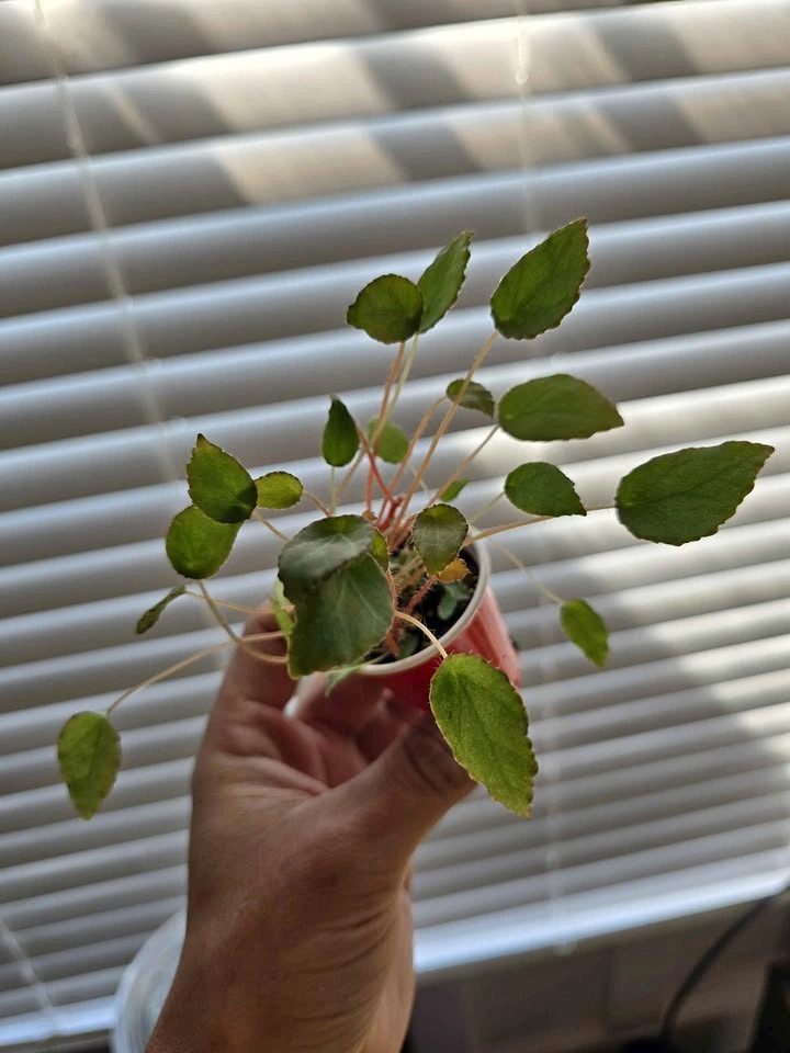 Begonia vankerckhovenii