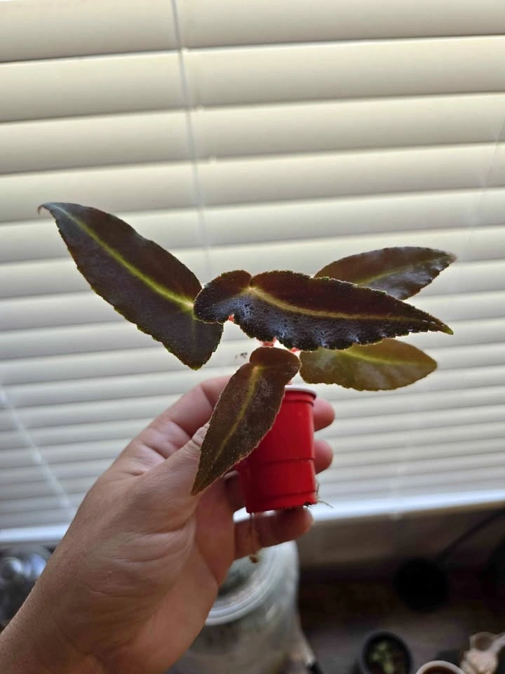 Begonia Magdalene Madsen